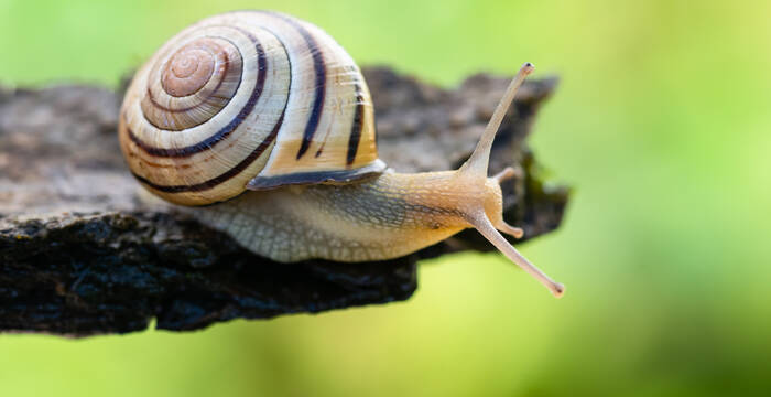 L’escargot des haies (Cepaea nemoralis) a été désigné Animal de l’année 2025 par Pro Natura. Ce «faiseur de sol», très répandu dans nos régions, symbolise l’importance de protéger la vie des sols. © Stéphane Vitzthum