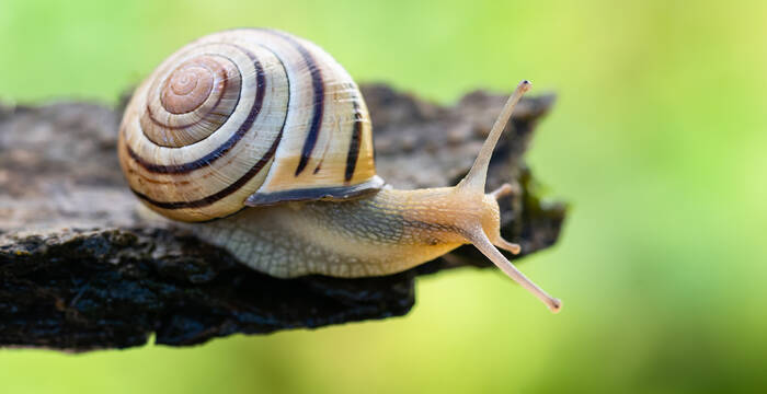 Hain-Schnirkelschnecke kriecht über ein Holzstück