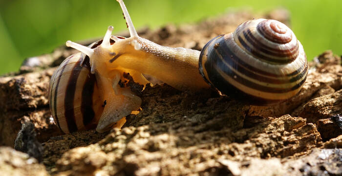 Éloge de la lenteur: les escargots des haies, hermaphrodites, se livrent à de longs préludes amoureux avant d’échanger leurs spermatophores. © Sylvain Montagner