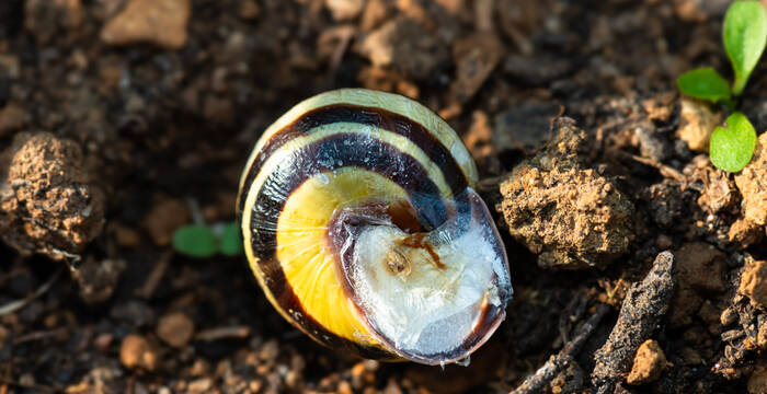 Lors de sécheresses ou de grands froids, l’escargot des haies scelle l’entrée de sa coquille avec un film de mucus séché. © Stéphane Vitzthum