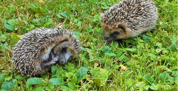 Zwei Igel