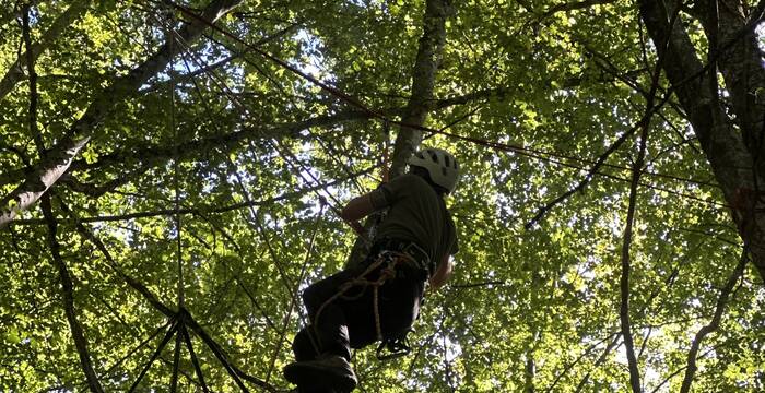 Personne qui grimpe dans les arbres