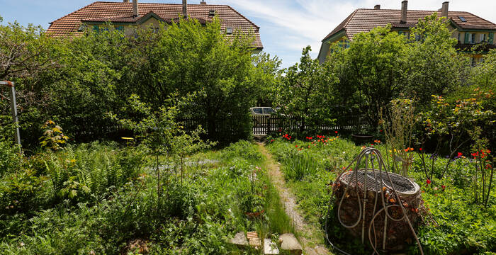 Les jardins riches en diversité offrent un espace précieux à l’escargot des haies. L’Animal de l’année 2025 vit également dans les parcs, les haies, les forêts claires et d’autres milieux naturels. 