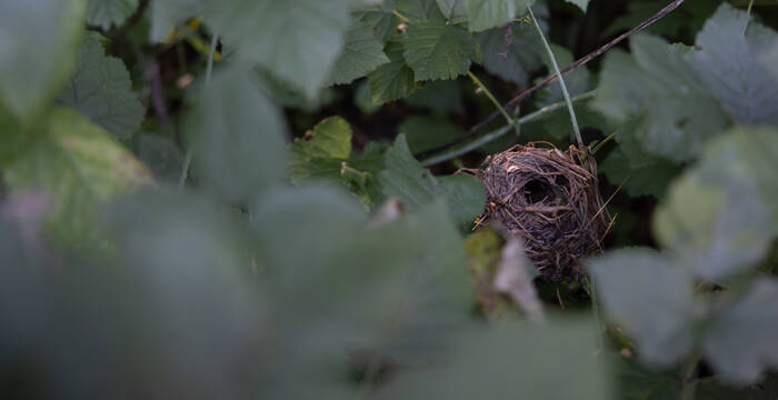 Nest einer Haselmaus