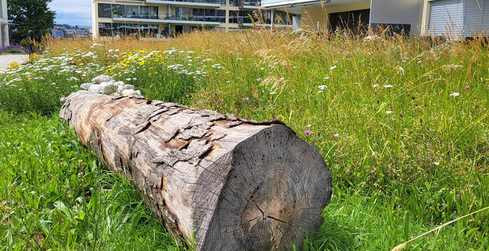 Eine Wiese im Quartier Schönberg in Freiburg