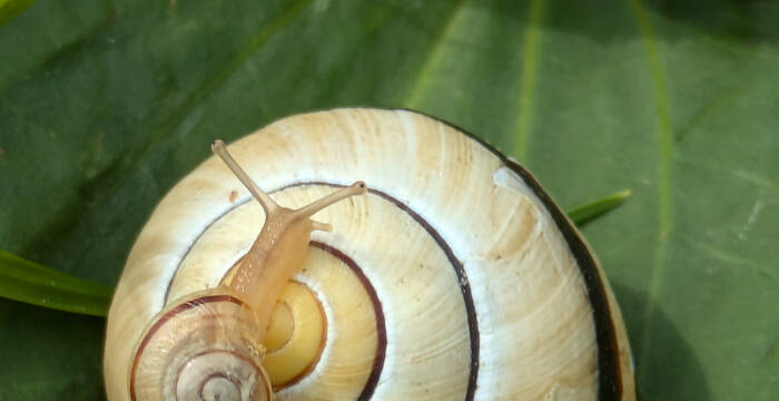 Les escargots des haies pondent quelques dizaines d’œufs dans une cavité du sol. A l’éclosion, les minuscules bébés escargots possèdent déjà une petite coquille. © Alice Wassmer