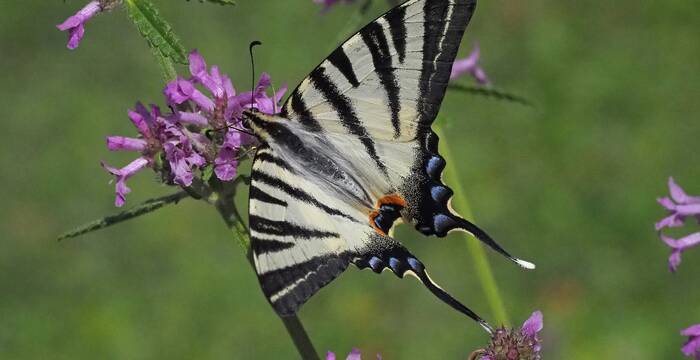 Segelfalter Schmetterling