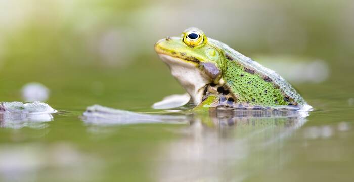 Wasserfrosch. Foto: Roman Bühler