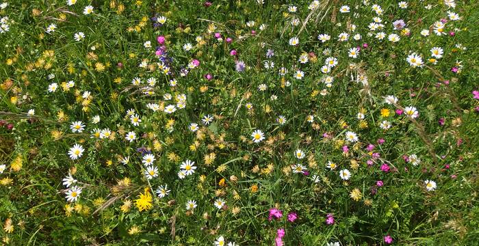 Blumenwiese