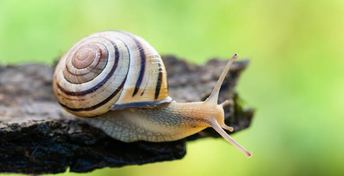 Escargot des haies de Stéphane Vitzthum