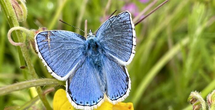Papillon