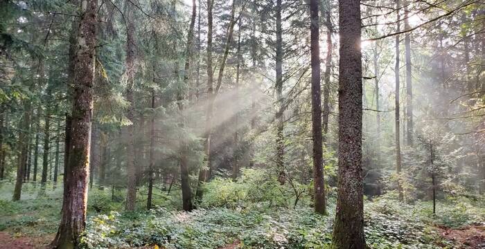 Forêt lumière