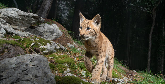 Luchs