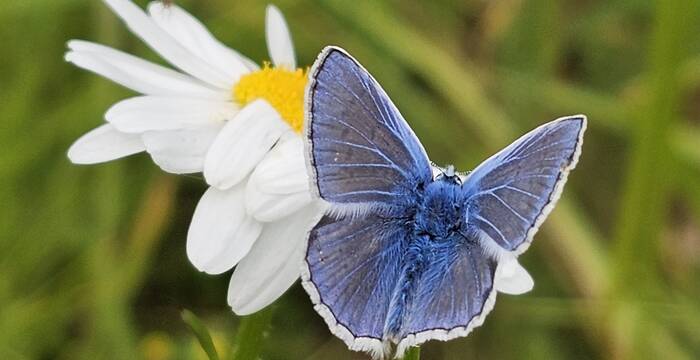 Papillon Azurée