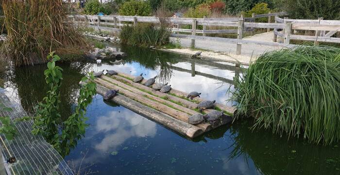 Tortues centre Emys
