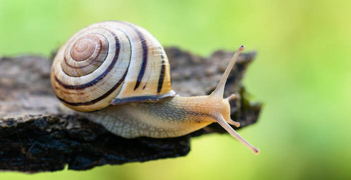 Escargot des haies sur une branche