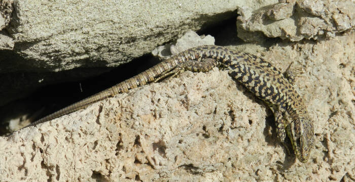 Lézard des murailles sur un mur