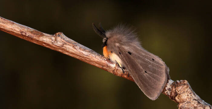 Papillon de nuit sur une tige