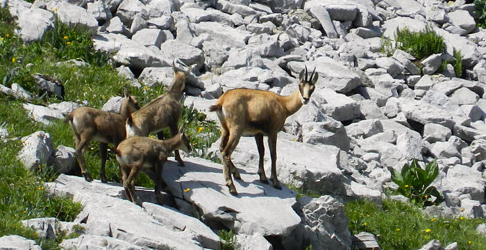 Chamois femelle et ses jeunes