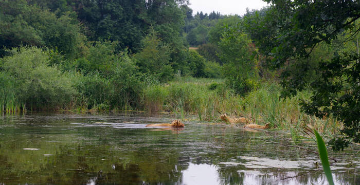 Highlands dans un plan d'eau de l'Auried