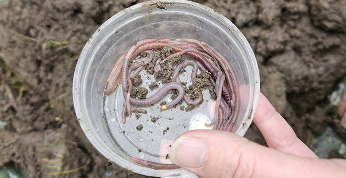 Regenwürmer in einem Plastikbehälter