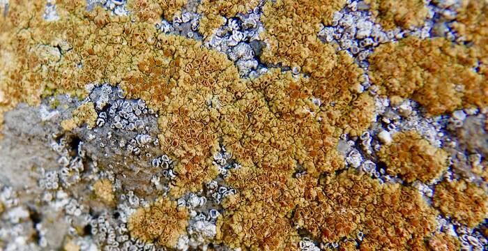 Calogaya pusilla