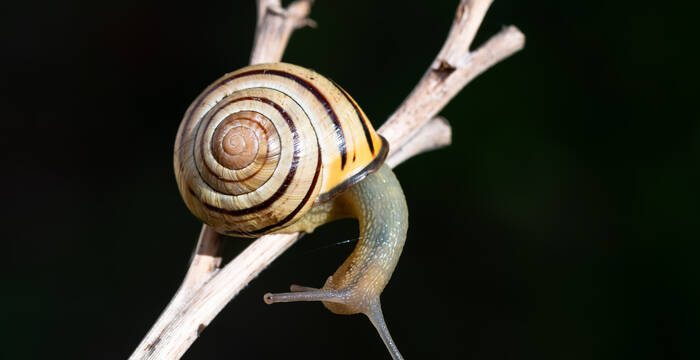 Cepaea nemoralis