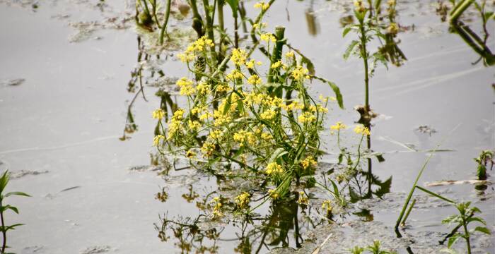 Cresson amphibie
