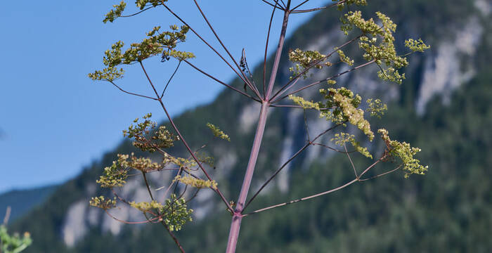 Riesenhaarstrang im Parc Ela