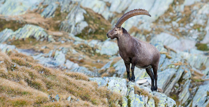 Stambecco nelle Alpi svizzere
