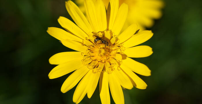 Wiesenbocksbart