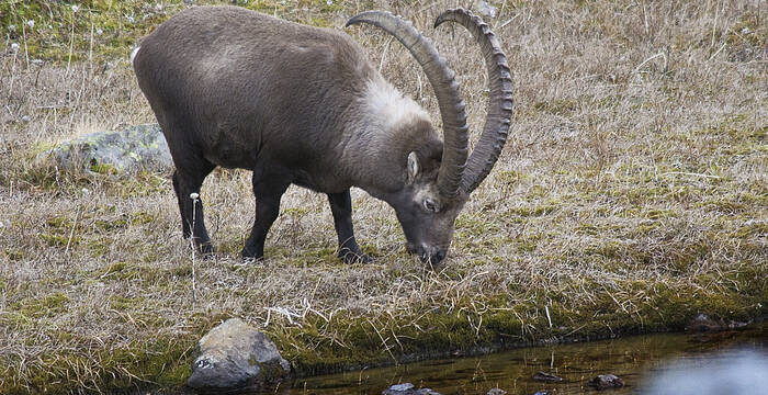 Steinbock