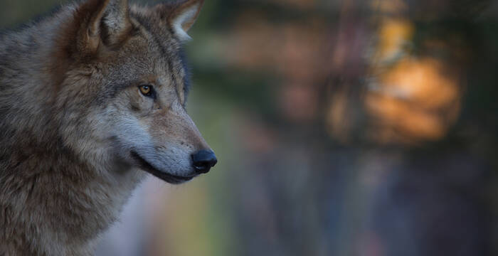 Wolf in mystischer Abendstimmung