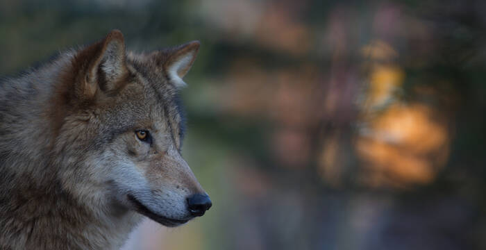 Loup dans une ambiance mystique du soir