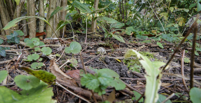 Schneckenhäuschen der Cepaea nemoralis im Wald am Boden
