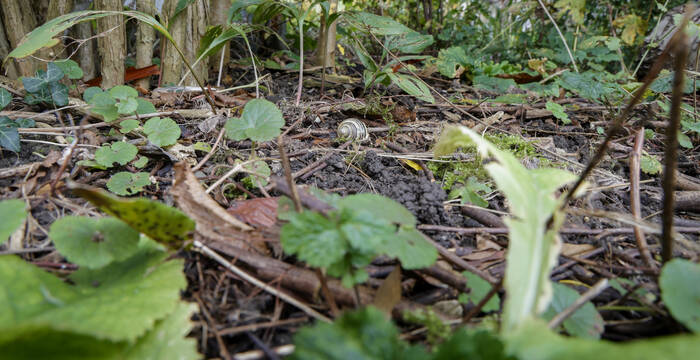 Schneckenhäuschen der Cepaea nemoralis im Wald am Boden