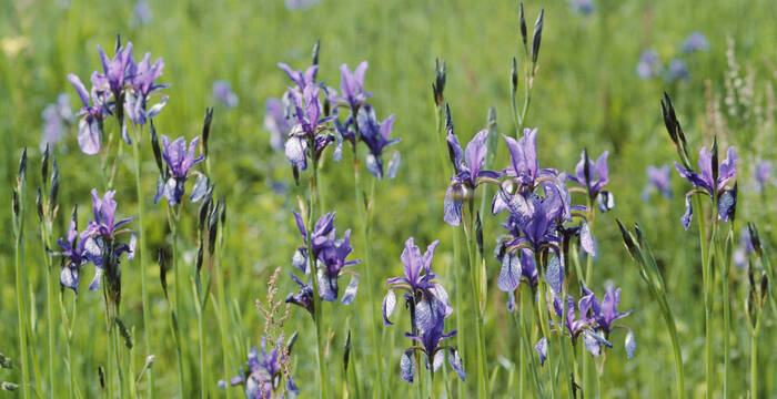 Iris sibirica in Riedwiese