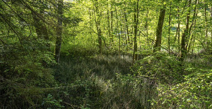Feuchter Wald