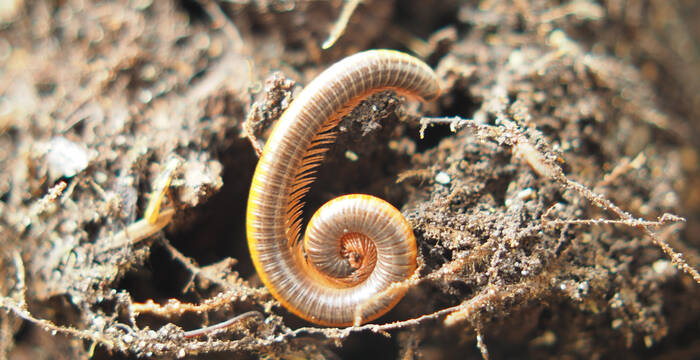 Hundertfüsser (Chilopoda) sind Räuber, die es auf Springschwänze, Regenwürmer und andere kleine Tiere abgesehen haben. Die Art, wie sie sich in den Boden graben, ähnelt der von Regenwürmern, was sie zu guten Bodenbelüftern macht.
