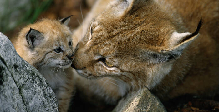 Luchs Mama mit Jungtier