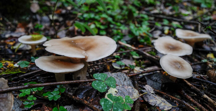 Schleimpilze im Wald