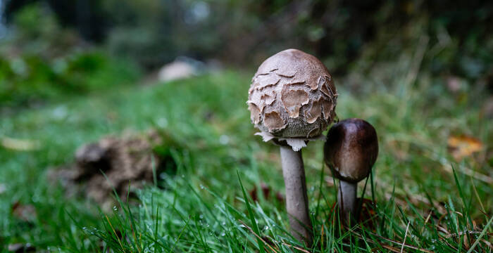 Parasol auf einer Wiese