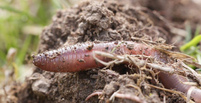 Ohne Regenwürmer geht im Boden gar nichts. In einem durchschnittlich besiedelten Boden produzieren rund eine Million dieser Tiere bis zu 100 Tonnen Wurmkot pro Hektar und Jahr.