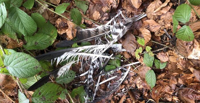 Spuren eines Risses