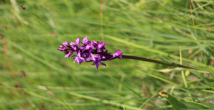 Orchidee