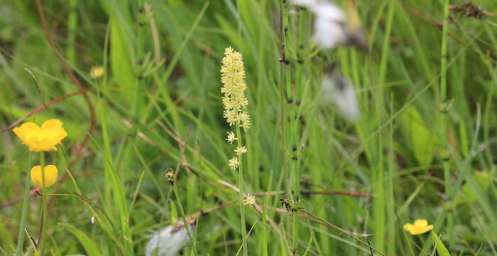 Wiesenbild im Rieter