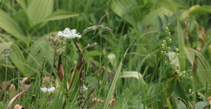 Vegetation Rieter