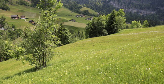 Rieter mit Gehölz