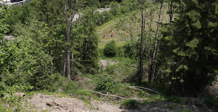 Lichte Waldstelle