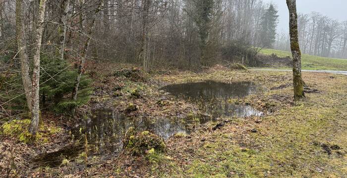 Ingäu Waldrand